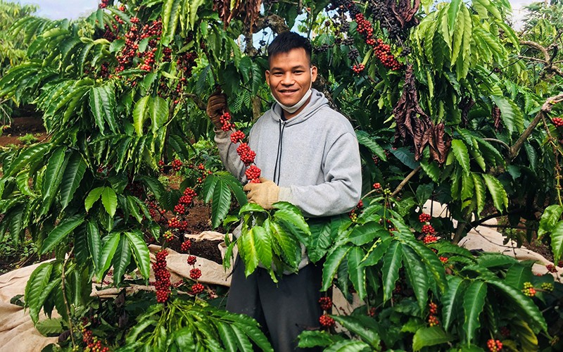 Thành công trong việc cách trồng cây cà phê