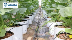 Tưới Dưa Hấu Bằng Ống Nhỏ Giọt