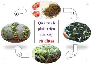 Các giai đoạn phát triển của cây cà chua