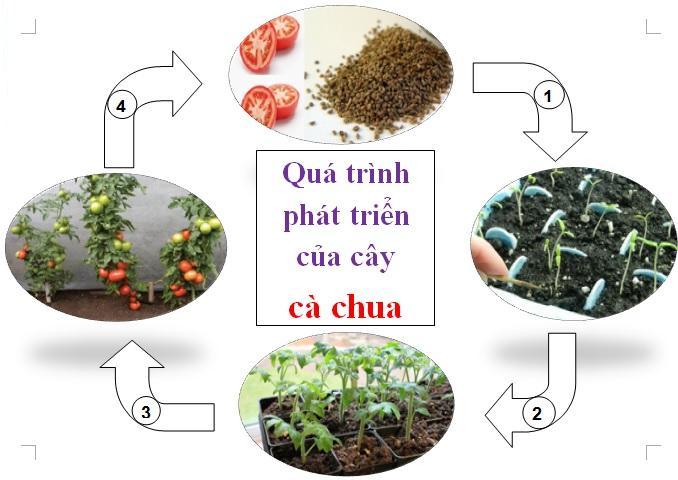 1. Giới thiệu về cây cà chua