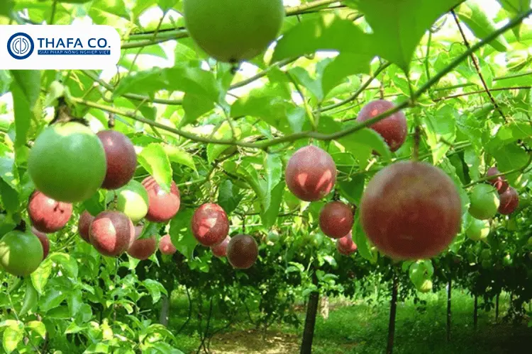 Đặc điểm của cây chanh dây