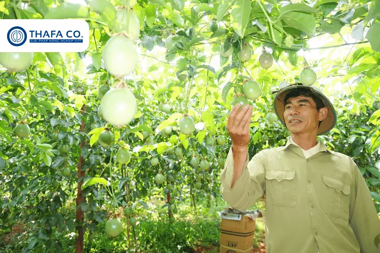 Các Yếu Tố Tác Động Giá Chanh Dây Hôm Nay