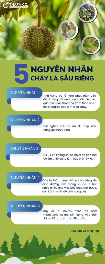 Infographic 5 nguyên nhân cháy lá sầu riêng