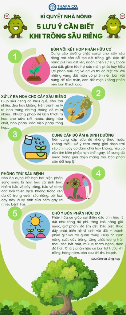 5 LƯU Ý CẦN BIẾT KHI TRỒNG SẦU RIÊNG