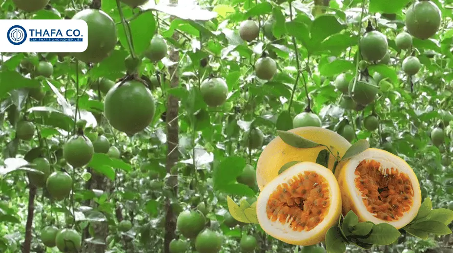 Đặc điểm cây chanh dây