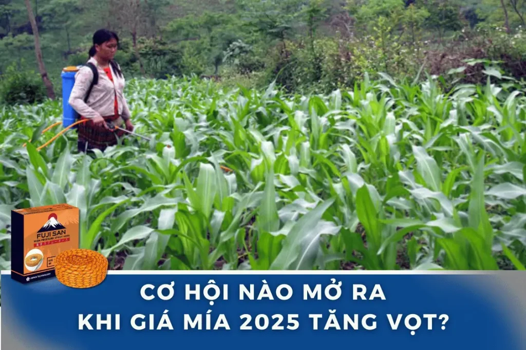 Giá Mía Hôm Nay Năm 2025