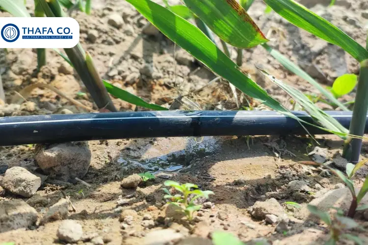 Cách Trồng Mía Tím Bằng Ngọn: Kỹ Thuật Hiệu Quả & Tiềm Năng Kinh Tế 3 Kỹ thuật trồng mía tím bằng ngọn
