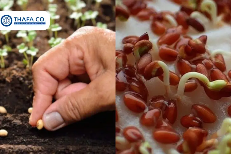 Cách trồng bắp bằng hạt hiệu quả để đạt năng suất cao 2 Hướng dẫn cách trồng ngô bằng hạt