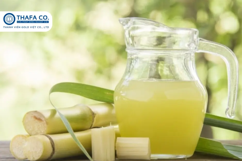 Mía bách giải: thần dược từ thiên nhiên hay chỉ là lời đồn thổi? 22 Mía Bách Giải Có Thực Sự Là Thần Dược