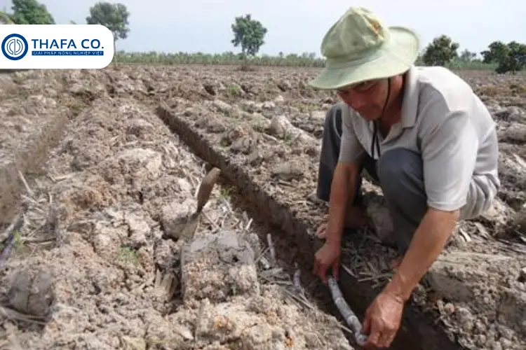 Cách Trồng Mía Tím Bằng Ngọn: Kỹ Thuật Hiệu Quả & Tiềm Năng Kinh Tế 2 Tại sao nên trồng mía tím bằng ngọn?