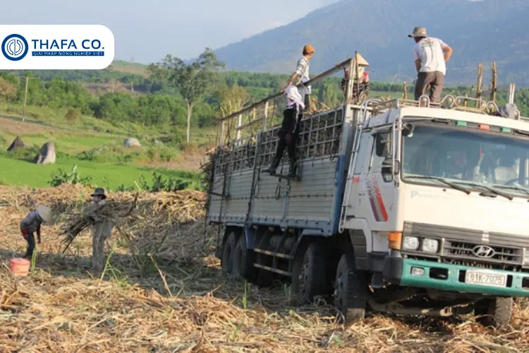 Cách Trồng Mía Tím Bằng Ngọn: Kỹ Thuật Hiệu Quả & Tiềm Năng Kinh Tế 10 Tiềm năng kinh tế từ cách trồng mía tím bằng ngọn