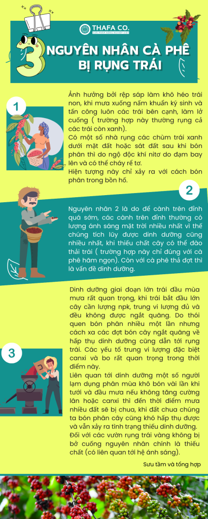 3 Nguyên nhân cà phê bị rụng trái