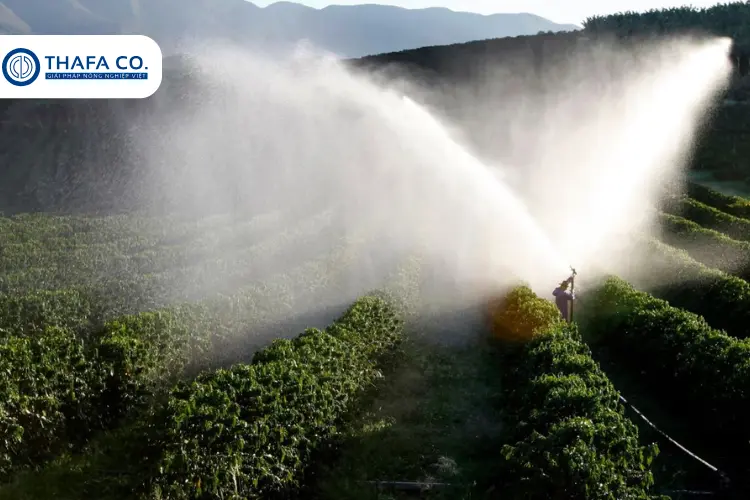 Nguyên Nhân & Cách Khắc Phục Cà Phê Mới Trồng Bị Vàng Lá 3 Điều Chỉnh Lượng Nước Tưới hợp lý với béc tưới