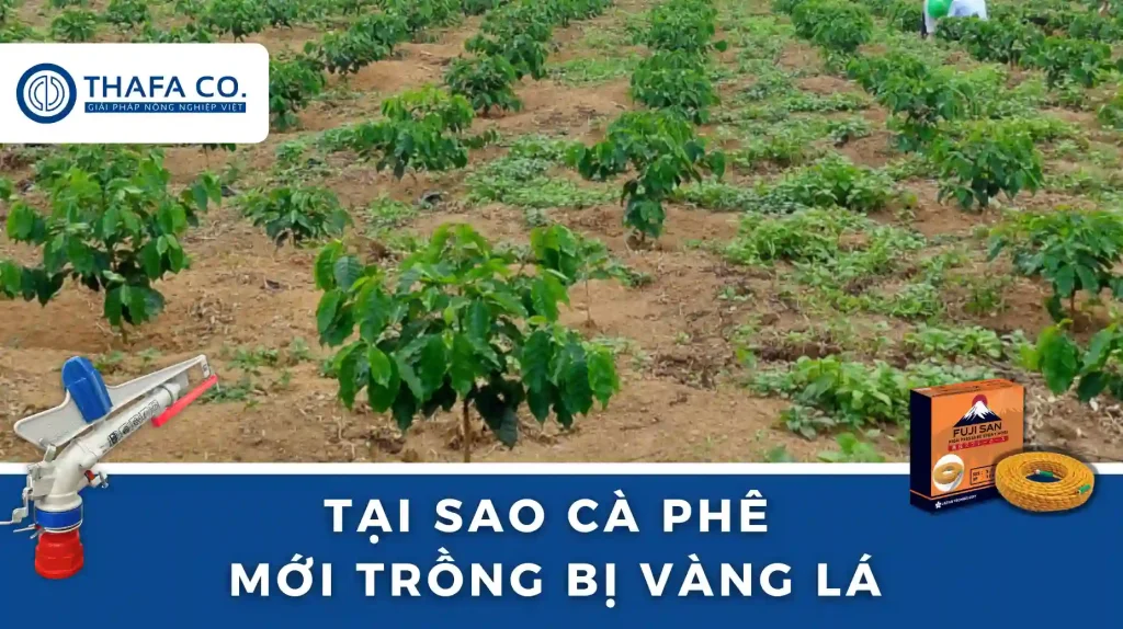 Tại sao cà phê mới trồng bị vàng lá