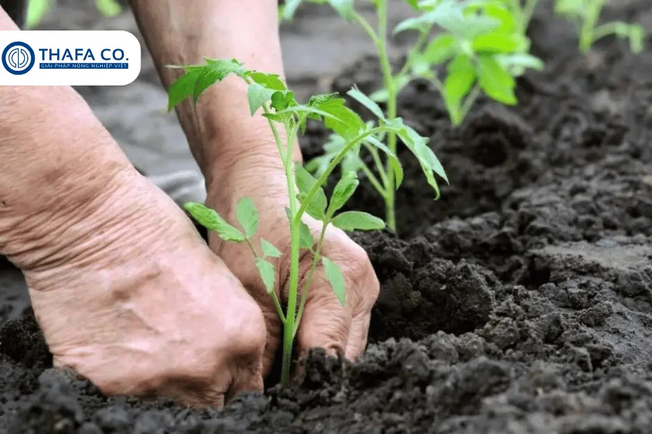 Cách bón phân cho cây cà phê mới trồng hiệu quả nhất 3 Cách bón phân lót cho cà phê mới trồng