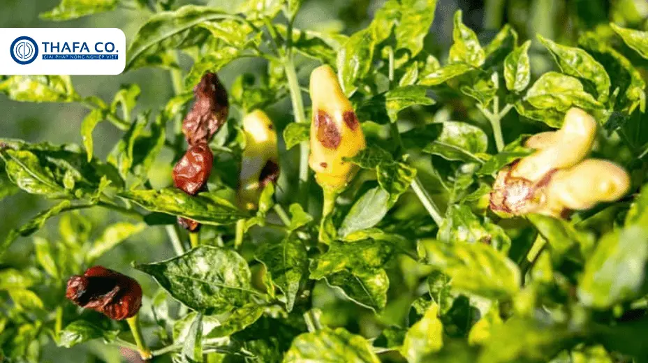 Cây Ớt Bị Xoăn Lá Ngọn