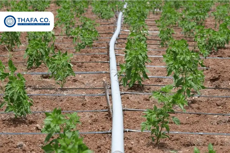 Cây ớt bị xoăn lá ngọn: Nguyên nhân và cách phòng trị 4 Hệ thống tưới nhỏ giọt cây ớt