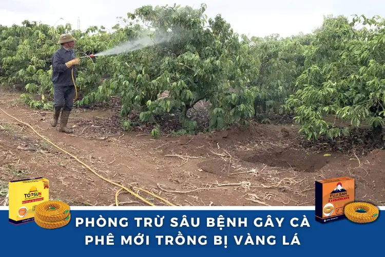Nguyên Nhân & Cách Khắc Phục Cà Phê Mới Trồng Bị Vàng Lá 4 Phòng Trừ Sâu Bệnh Gây Cà Phê Mới Trồng Bị Vàng Lá