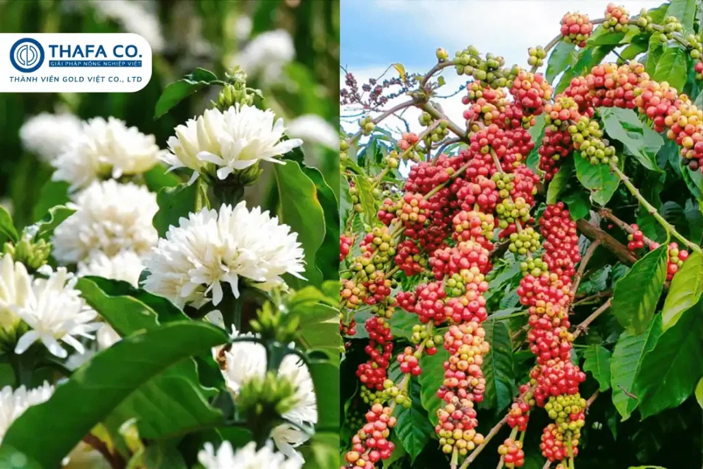 Giống cà phê dây: Đặc điểm và cách trồng 2 Đặc điểm giống cà phê dây