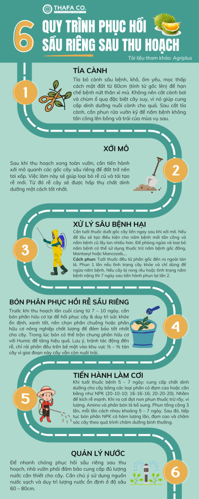 6 QUY TRÌNH PHỤC HỒI SẦU RIÊNG SAU THU HOẠCH