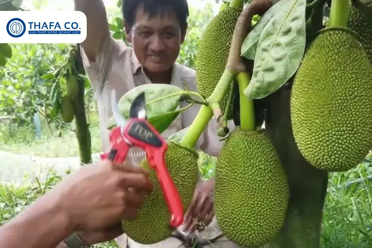 Mít thụ phấn như thế nào