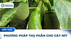 Phương pháp thụ phấn cho cây mít