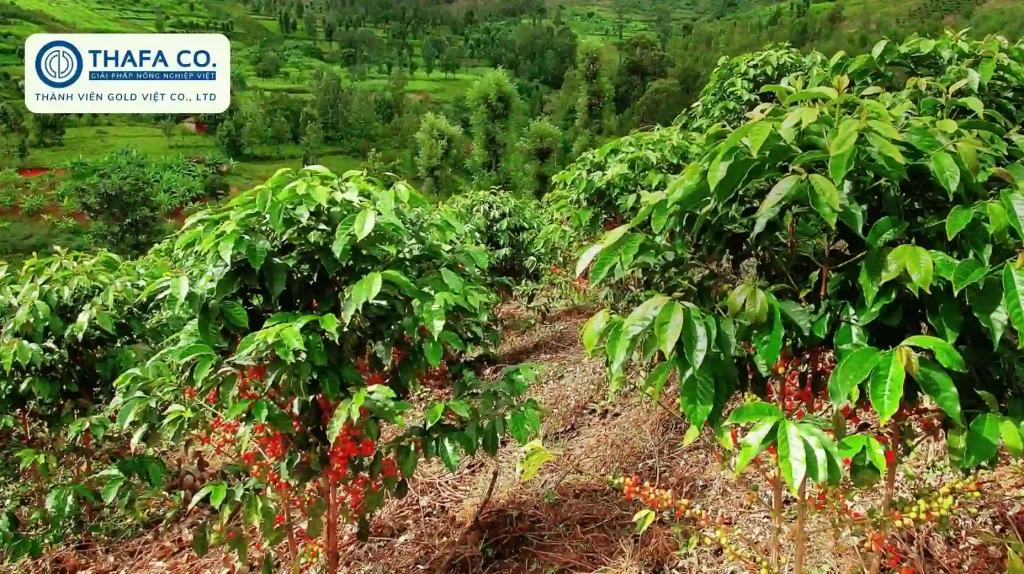5 cách trồng cà phê kiểu mới