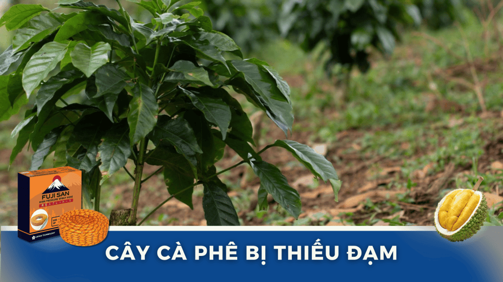 Bệnh Thiếu Đạm Trên Cây Cà Phê