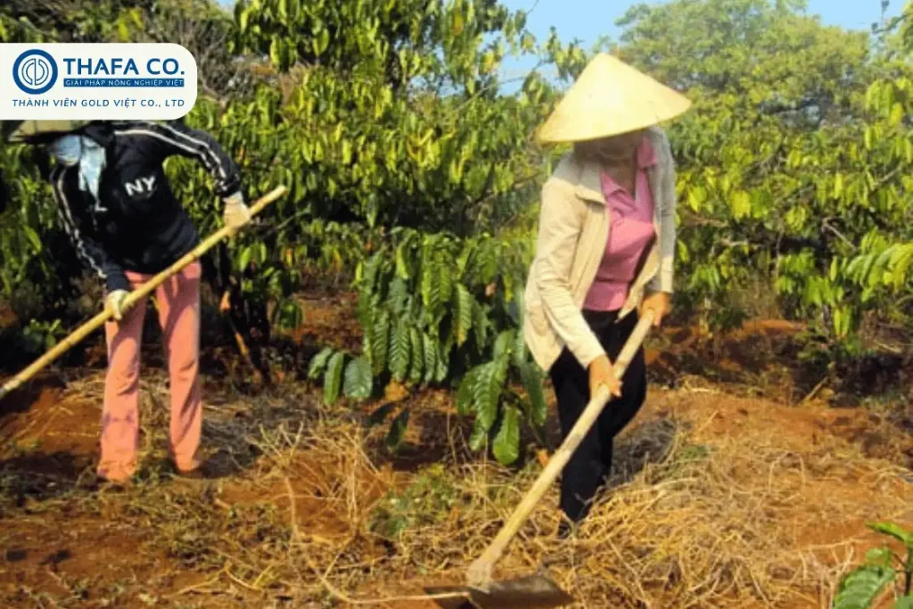 Cách Khắc Phục Tình Trạng Thiếu Đạm Trên Cây Cà Phê