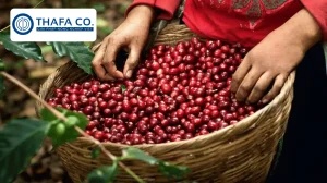Diện Tích Trồng Cà Phê Ở Việt Nam Năm 2024