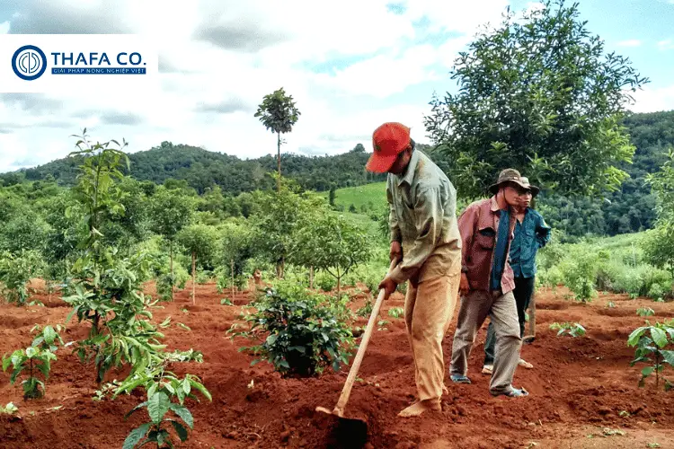 Giải Pháp Tưới Tiêu Hiệu Quả: Sử Dụng Béc Tưới Phun Mưa 3 Lợi Ích Cụ Thể Của Việc Sử Dụng Béc Tưới Trong Tưới Tiêu