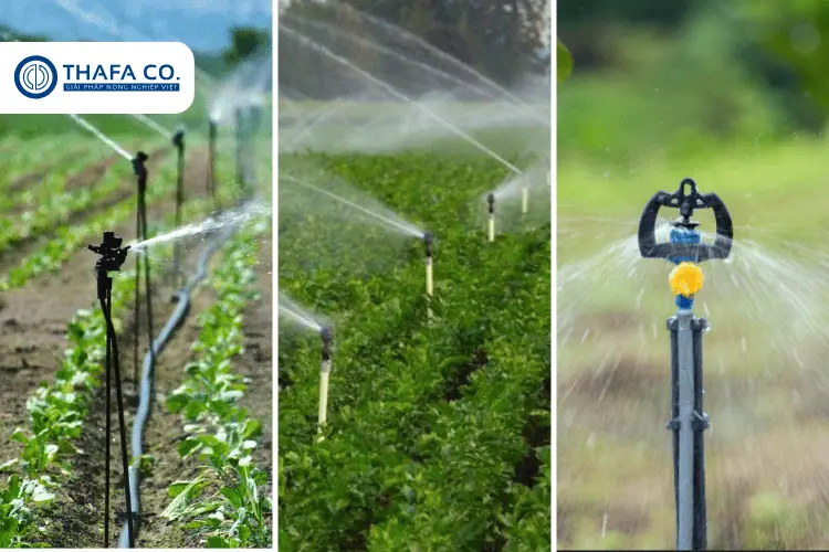 Giải Pháp Tưới Tiêu Hiệu Quả: Sử Dụng Béc Tưới Phun Mưa 6 Béc Tưới Phun Sương