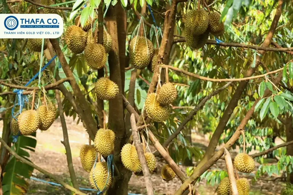 Kỹ Thuật Trồng Sầu Riêng: Bí Quyết Chăm Cây Ra 300kg/Trái 2 Kỹ Thuật Trồng Sầu Riêng
