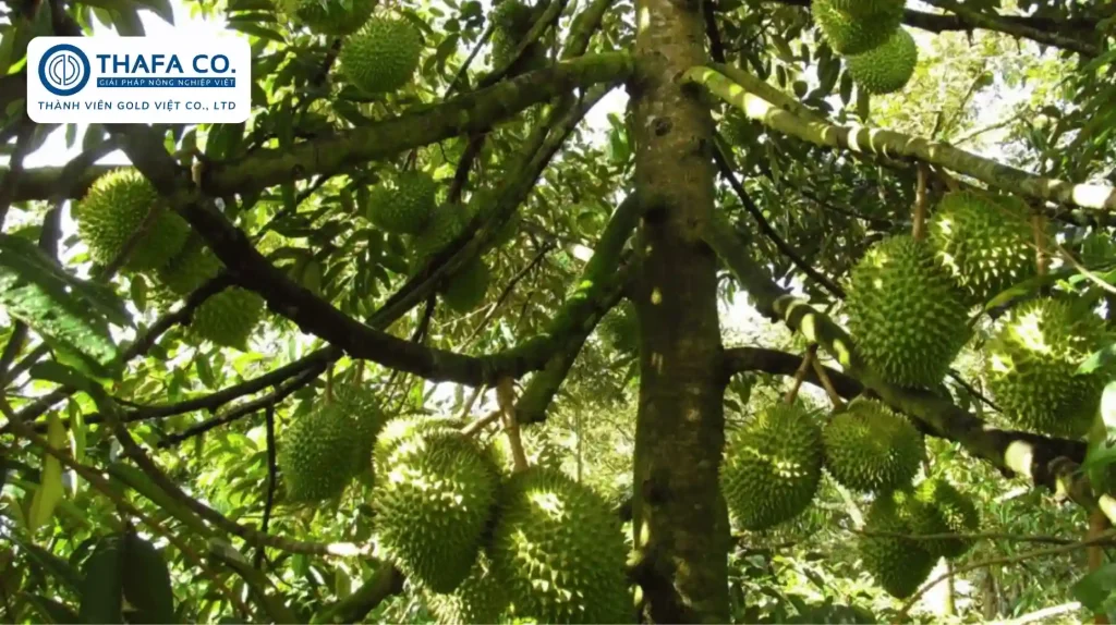 Kỹ Thuật Trồng Sầu Riêng