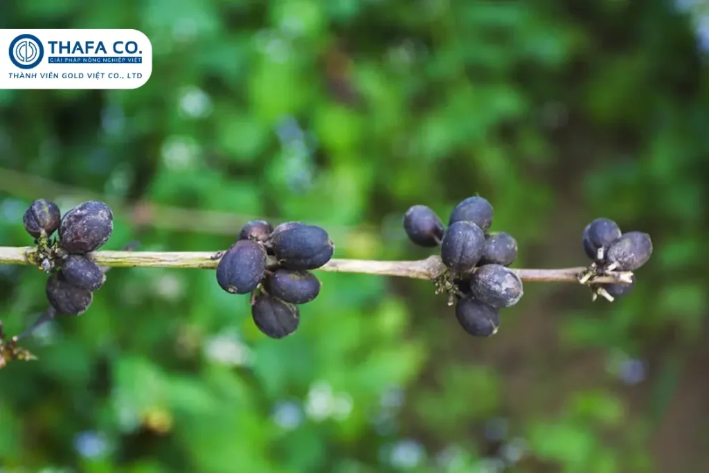 Bệnh Khô Cành Khô Quả Trên Cây Cà Phê