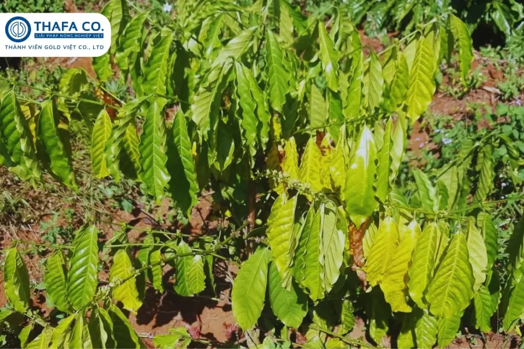 Bệnh Vàng Lá Trên Cây Cà Phê