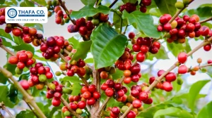Các Giống Cà Phê Mới Cho Năng Suất Cao