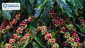 Các Loại Bệnh Trên Cây Cà Phê