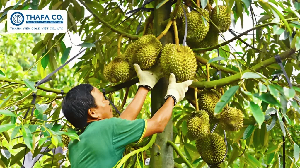 Quy Trình Chăm Sóc Sầu Riêng Sau Thu Hoạch