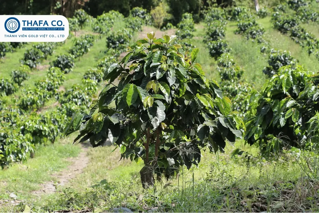 các giống cà phê năng suất cao