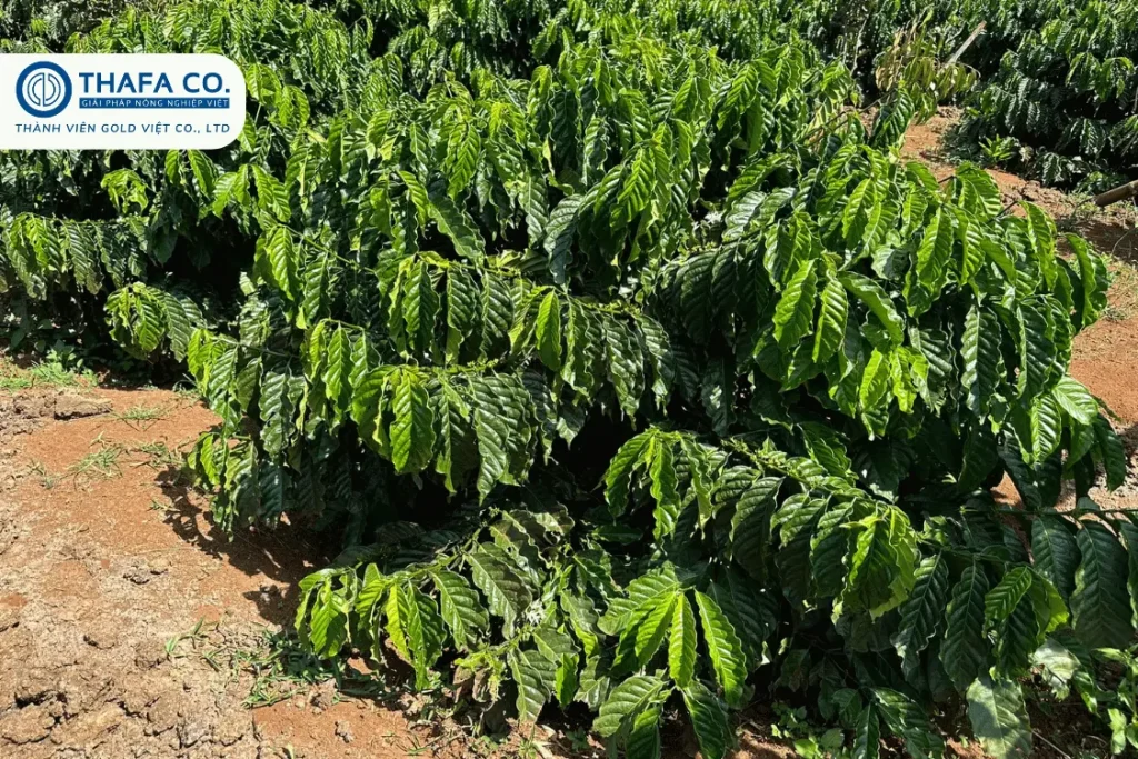 Top 03 - Giống cà phê xanh lùn