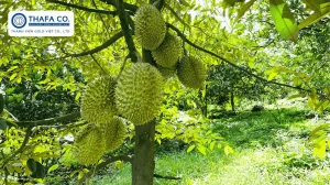 Khoảng Cách Trồng Sầu Riêng