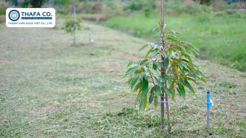 Cách Chăm Sóc Cây Sầu Riêng Mới Trồng