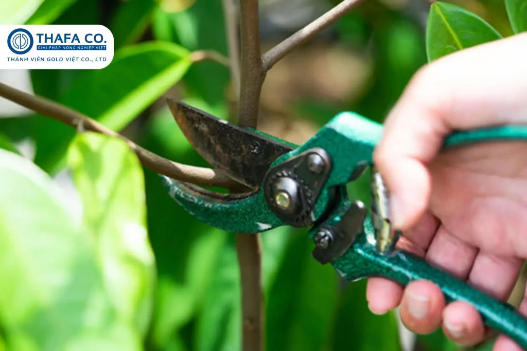 Cắt tỉa cành và tạo dáng cho cây sầu riêng mới trồng