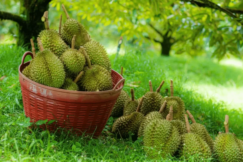 Tại sao cần phải chăm sóc sầu riêng sau khi thu hoạch