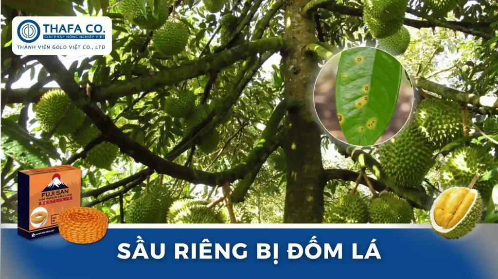 Bệnh Đốm Lá Sầu Riêng