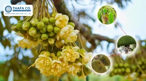 Trị Bệnh Thán Thư Sầu Riêng