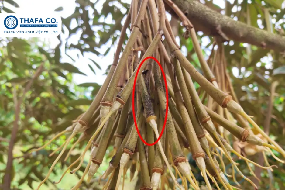 TOP 5 Biện Pháp Ngăn Ngừa Bệnh Thán Thư Sầu Riêng 2 Bệnh Thán Thư Sầu Riêng Là Gì
