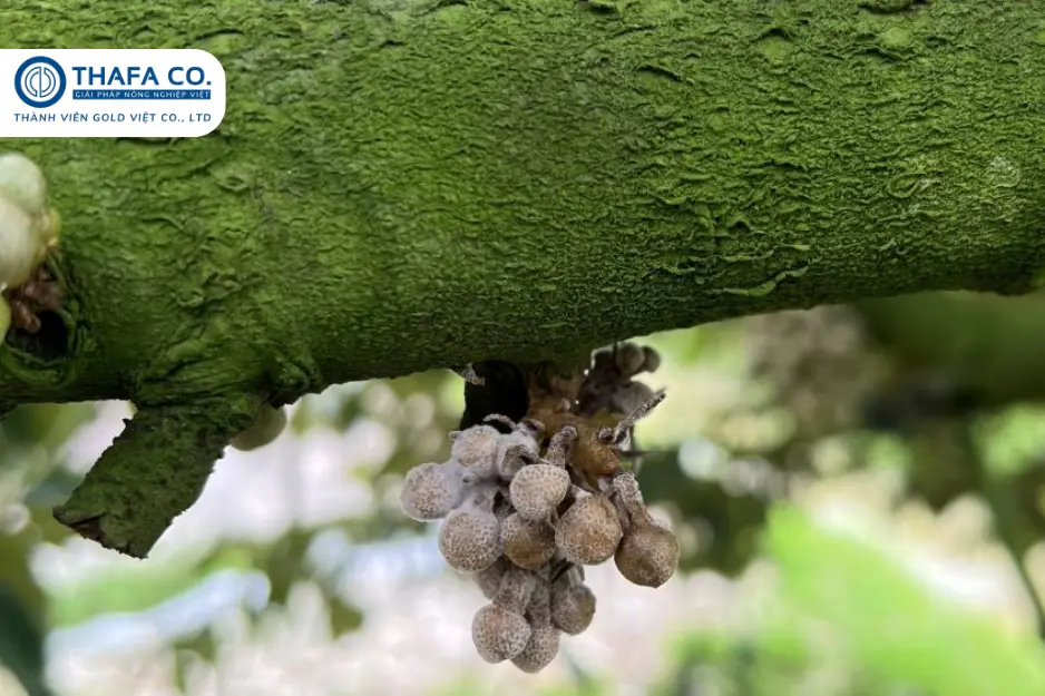 TOP 5 Biện Pháp Ngăn Ngừa Bệnh Thán Thư Sầu Riêng 4 Bệnh Thán Thư Sầu Riêng Trên Hoa