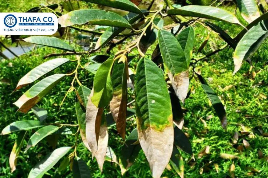 TOP 5 Biện Pháp Ngăn Ngừa Bệnh Thán Thư Sầu Riêng 3 Bệnh Thán Thư Sầu Riêng Trên Lá